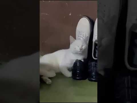 😹Cats Doing Cat Things😹 (12)