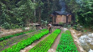 3 Year Living off grid in forest, gardening in moutain,harvesting jackfruit,Asparagus to market sell