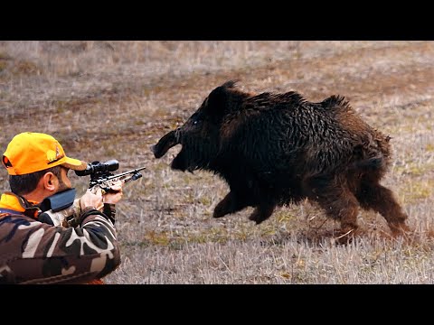 How Are American Farmers Dealing with Wild Boars Destroying Crops?