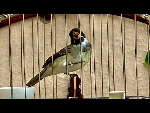 3 Macetes que faz qualquer coleiro cantar o dia todo em casa