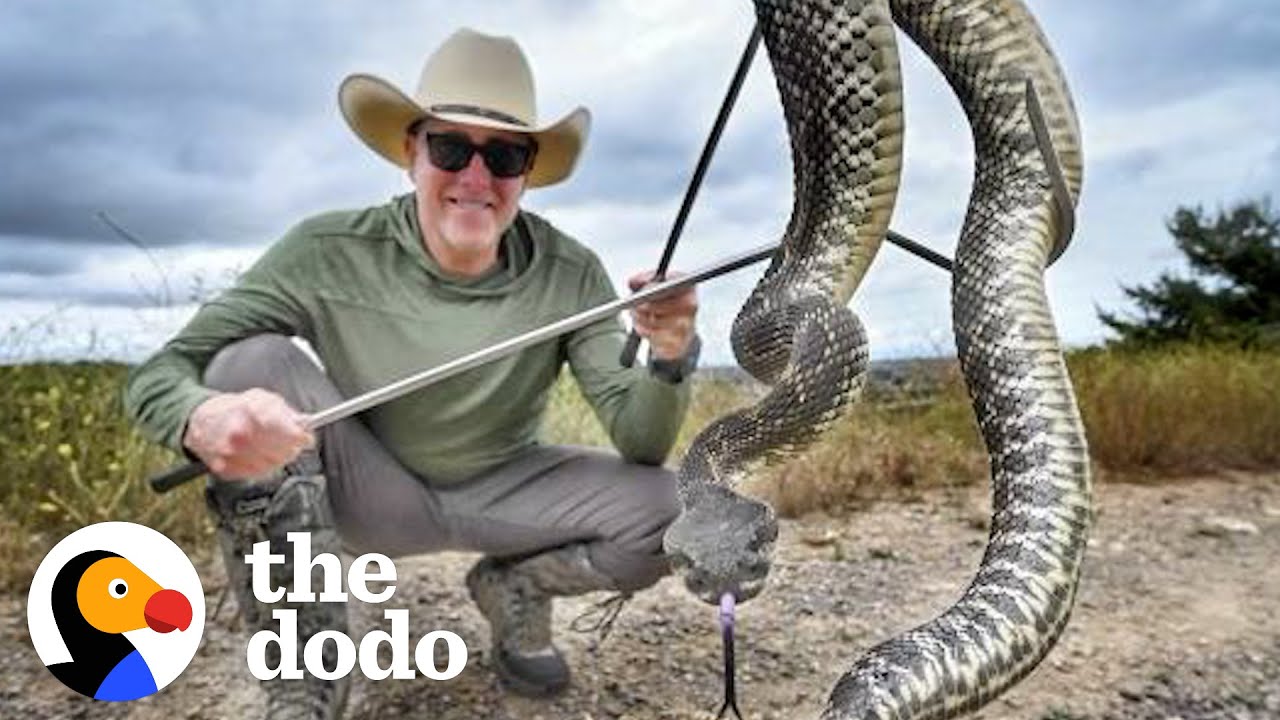 Man Saves Tons Of Venemous Snakes As A Hobby