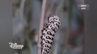 Caterpillars: Grow and Change (毛毛蟲：生長與變化) (1971, 2020)