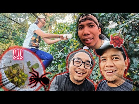 Daus Pecah Masuk Kampung Semut ! Pokya Jadi Mangsa ! Rambutan 100 Biji