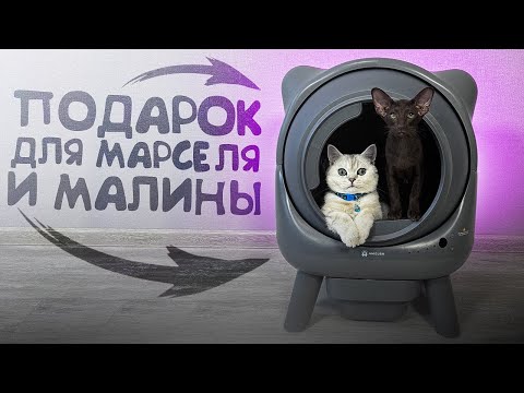 Подарок для Марселя и Малины/Обзор Лотка Amicura x1#AmiCura #Умныйлоток #AmiCuraCuraX1
