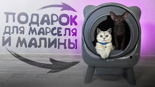 Подарок для Марселя и Малины/Обзор Лотка Amicura x1#AmiCura #Умныйлоток #AmiCuraCuraX1