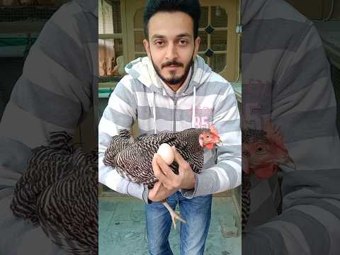 Play Ka New Murga Mini Zoo Ma  Ata Hi Mar gaya 🥺😪