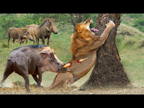 Risking His Life To Attack A Wild Boar, The Lion Ran Away In A Panic Because He Was Being Chased.