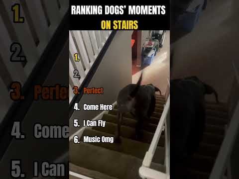 Ranking Dogs Moments on Stairs I "Stairs? No problem!" 🐾
