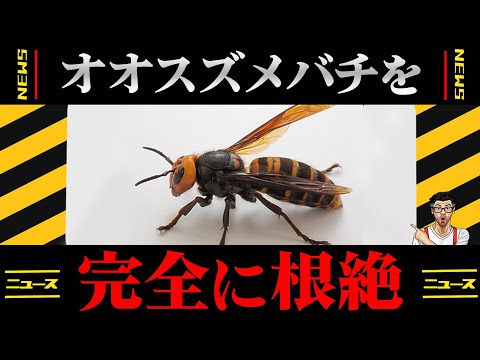 米農務省「アメリカ国内のオオスズメバチを完全に根絶した」