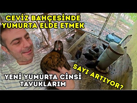 DAĞ EVİMİZ TAVUK ÇİFTLİĞİ OLMA YOLUNDA İLERLİYOR - 2.PARTİ CİNS YUMURTA TAVUKLARI ALDIM