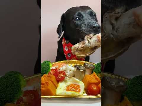 Whatโs the Best Dog Food? Dry vs Wet โ Pros & Cons