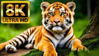 Tigers Collection 8K HDR 60FPS ULTRA HD  @swagwildlifemoments @8KVIDEOS_HDR @WildlifeTalesOfficial