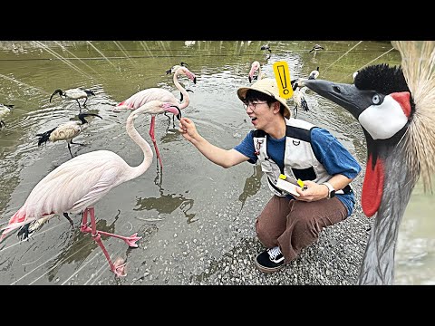 홍학에게 먹이주기 도전! 일본 버드파크 방문기 [EP.6 오키나와]