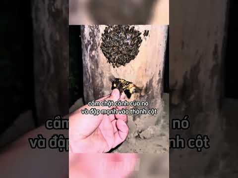 Anh chàng này thấy bầy ông làm tổ trước nhà mình và cái kết 😂