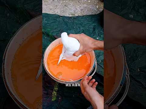 ये बंदा कबूतर को कलर कर देता है 😯