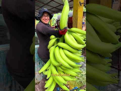 เหตุผลที่ต้องโค่นต้นกล้วยทิ้งทั้งต้น #กล้วย