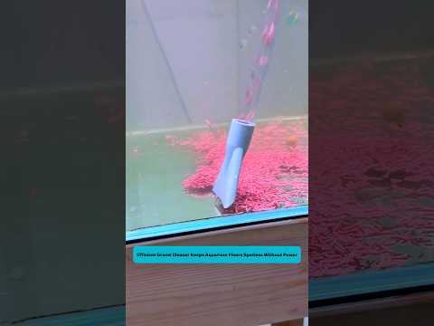 Crystal Clear Aquarium Water | Ống hút cặn giúp bể cá luôn sạch đẹp #aquarium #tools