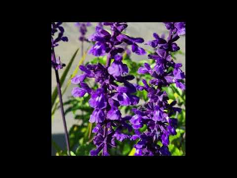 [FREE] J. Cole x Madlib x Kendrick Lamar x Isaiah Rashad x J. Dilla Type Beat | "Leibniz"