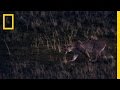 Understanding Predator and Prey Dynamics