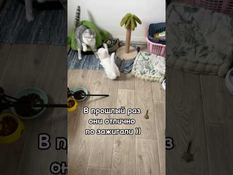 Кот приехал разбираться почему дети на него не похожи!