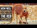 Red Kangaroo Facts and Adaptations