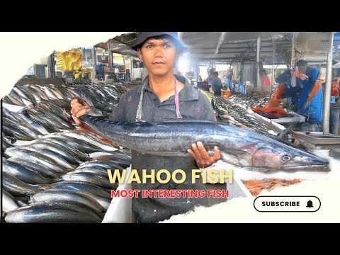 WAHOO FISH CUTTING SKILLS || MOST INTERESTING FISH TECHNIQUE