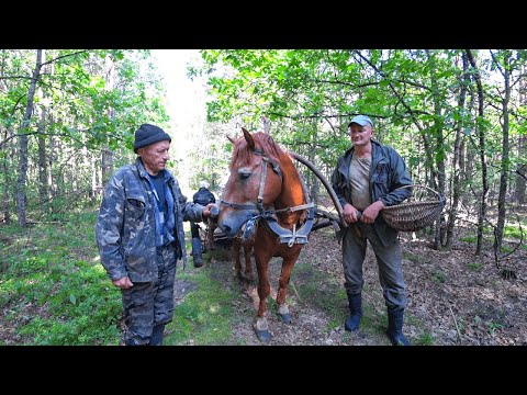 КАК ЖИВУТ ЛЮДИ в БЕЛАРУССКОЙ ГЛУШИ. ЖИЗНЬ в ГЛУХОЙ ЛЕСНОЙ ДЕРЕВНЕ. №356