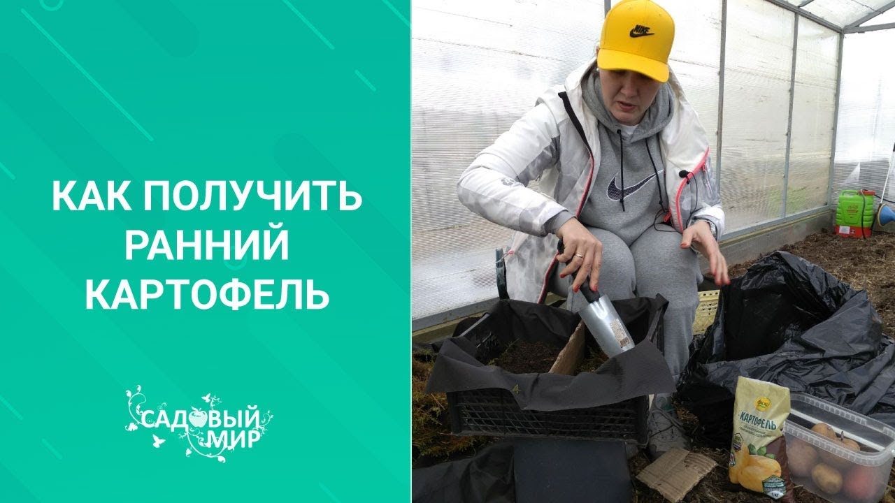 Как получить ранний картофель через рассаду и теплую грядку