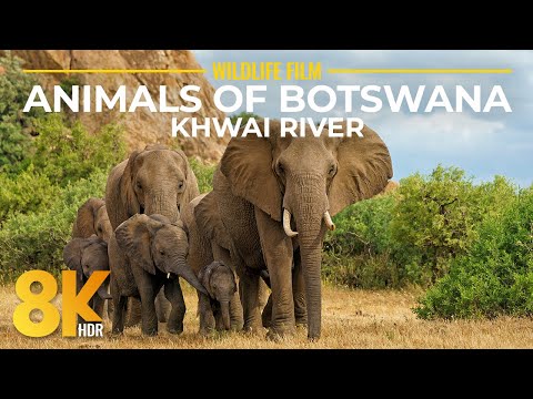 Journey along the Khwai River - 8K HDR Cinematic Safari with Close-Up Wildlife & Real Nature Sounds