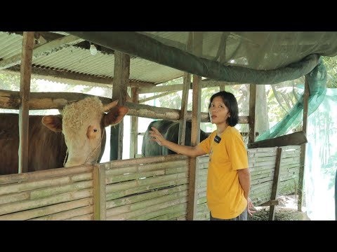 Penasaran !! Ajak mbah uti lihat calon hewan kurban kita tahun ini