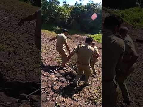 രാജവെമ്പാലയെ തുറന്നു വിടുന്നു  | king cobra | viper | cobra| snake | snake attack | rajavembala