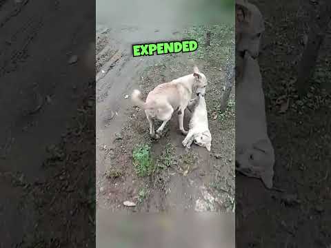? Brave Mom made Miraculous Rescue! ?? #shortsviral #shorts