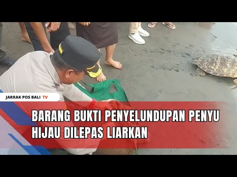 Barang Bukti Penyelundupan Penyu Hijau Dilepas Liarkan