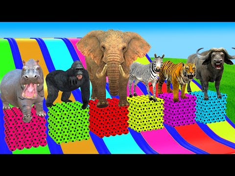 Cow Elephant Tiger Gorilla Hippo 3d Animal Long Slide Game Funny 3d Paint Animals Cage Game