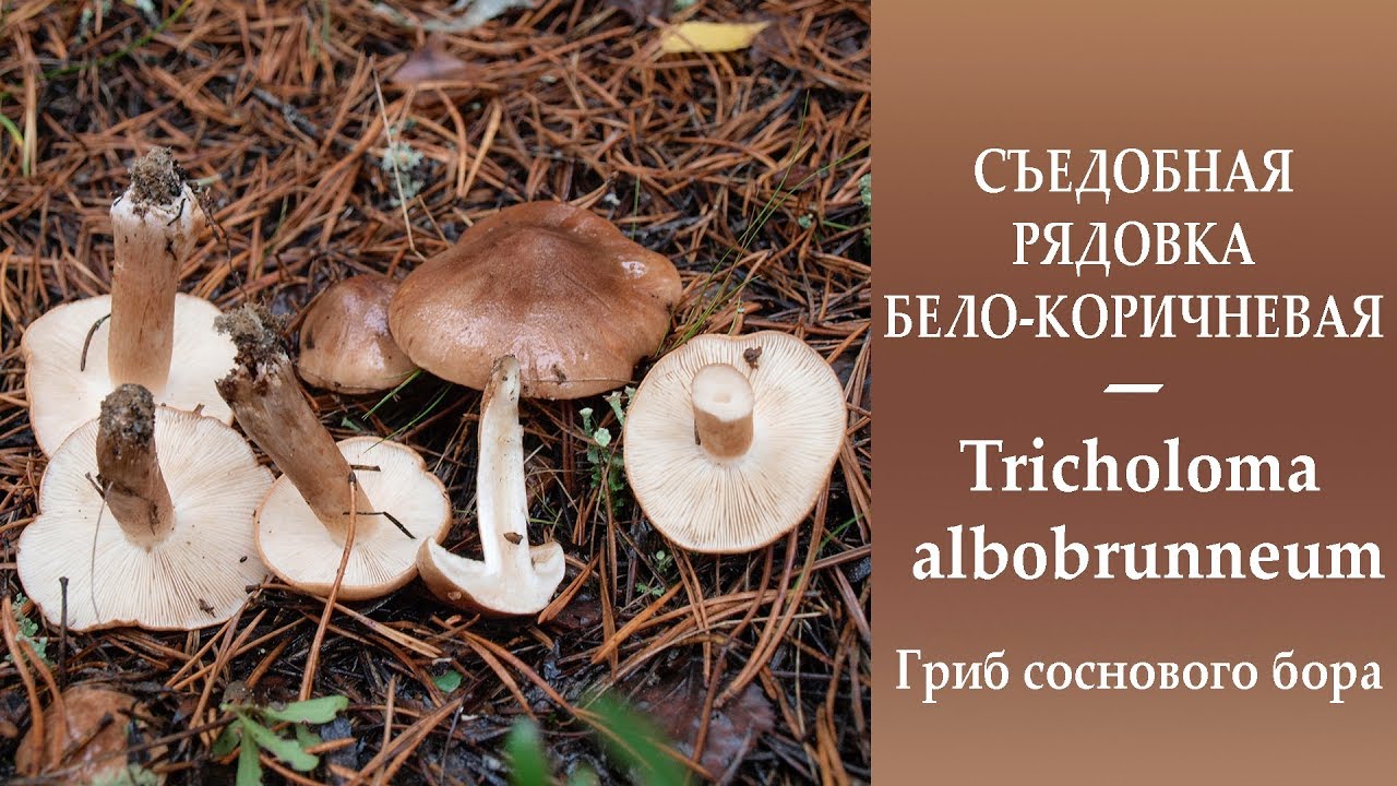 Съедобная Рядовка бело-коричневая - Tricholoma albobrunneum. Гриб соснового бора