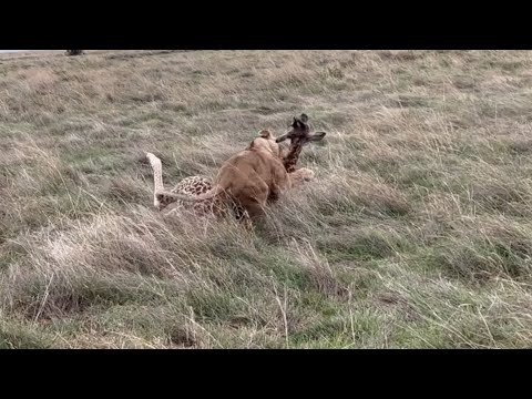 lioness hunting and bring down baby giraffe video