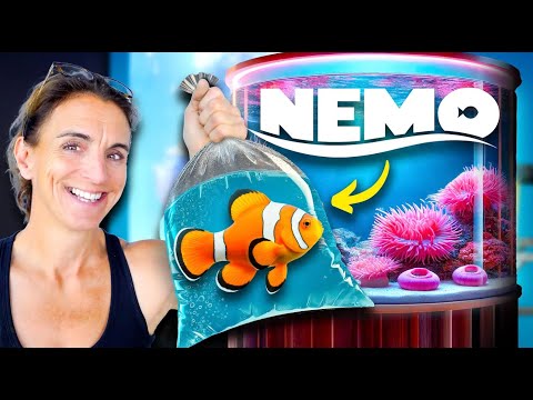 I Bought 40 Nemo Fish For My New Aquarium!