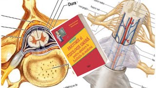 ADMITERE MEDICINA: Barron’s-Cap.11 Organizarea Sistemului Nervos ( part.1- Maduva Spinarii)