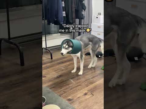 Im trapped in Mask 😷 💔 #viral #viralshort #dog #animals #cute #cat #animalphotos #shorts