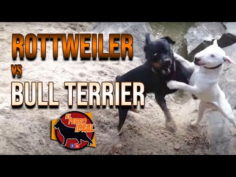 Rottweiler vs Bull Terrier ¿Who is the best? / ¿Quien es el mejor?