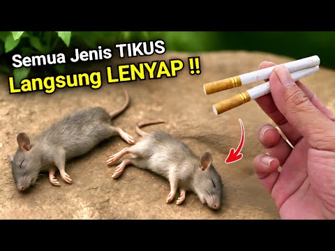 Jutaan orang belum tahu‼️Cukup pakai ini RUMAH BEBAS TIKUS selamanya