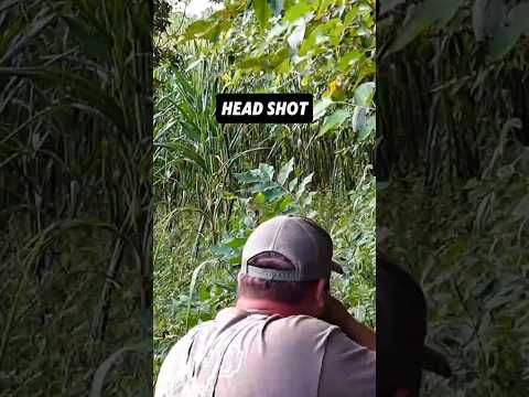 Близкая охота на лису | Экшн на природе#shorts