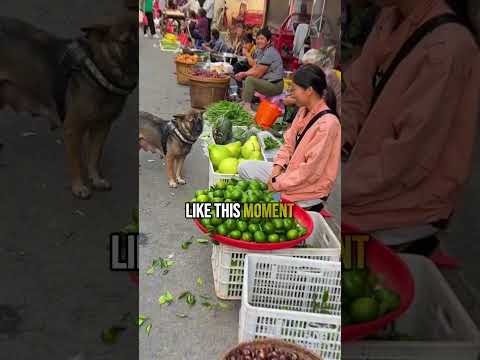 This High IQ Dog Goes Shopping For It’s Owner! #animals #shorts #dog #dogs #highiq