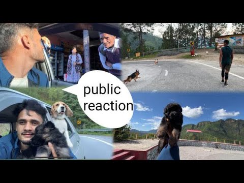 New trip me le gaye ghumane 🥰😇 Pithoragarh to Khatima #reactionvideo #dogvlogger #travlevlog #pets