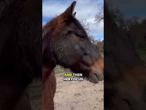Understanding Horse Behavior: Freeze Mode and Twitching  #horse #horsebehavior  #horsetraining