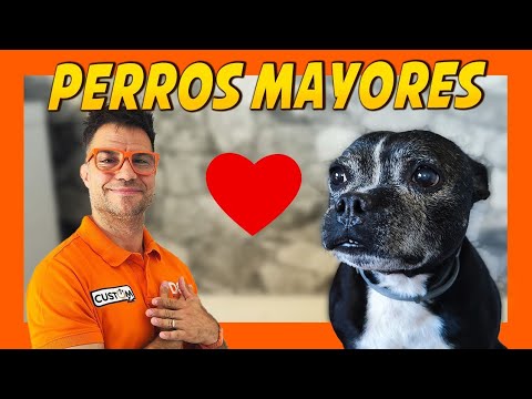 CUIDADO y ADIESTRAMIENTO de PERROS SENIOR 🐶 | 5 CLAVES ‼️