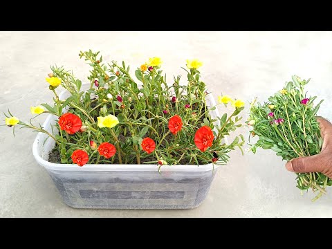 Portulaca / Time flower growing best techniques | Grow from cuttings | Grow at home