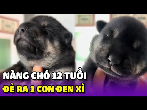 Nàng chó 12 tuổi vẫn đẻ được 1 đứa đen xì 😘