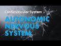 Exploring the Autonomic Nervous System and Cardiovascular Interactions