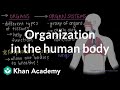 Exploring Cellular Organization in Multicellular Organisms